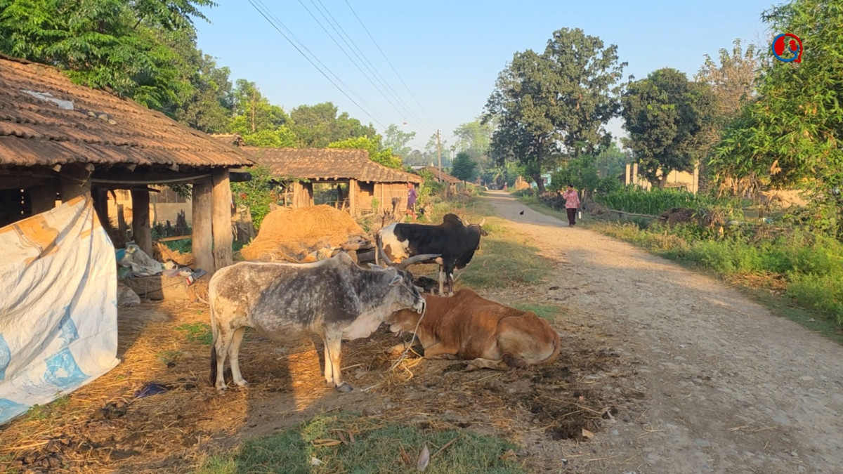 हिजो कमैयाको सास्ती, आज गाउँमै कृषिमन्त्री